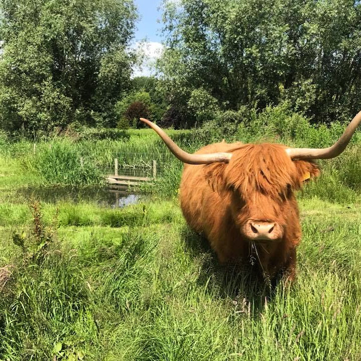 Green field with brown highland cow looking to camera